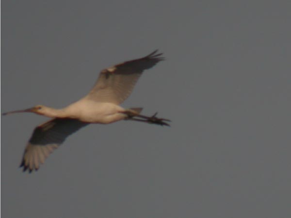 Spoonbill