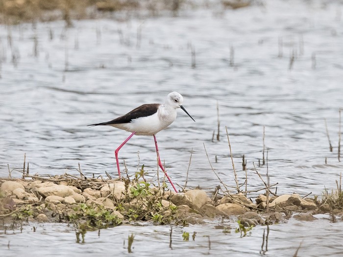 Black-winged Stilt