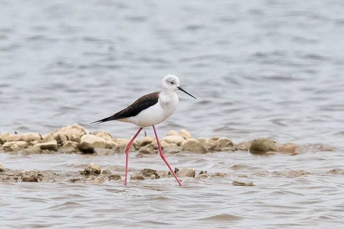 Black-winged Stilt