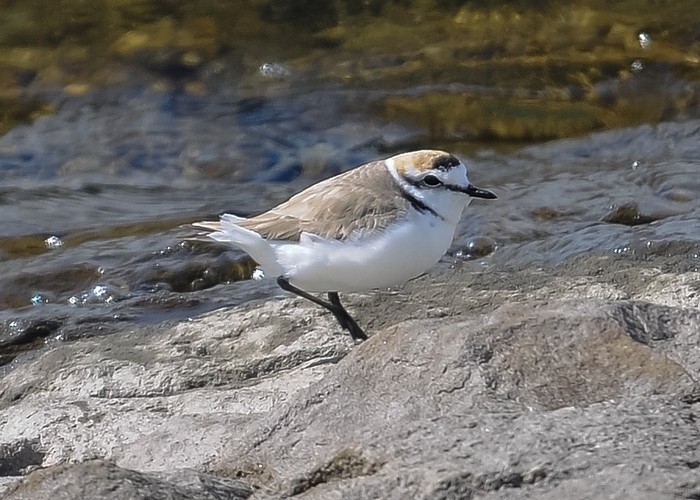 Kentish Plover