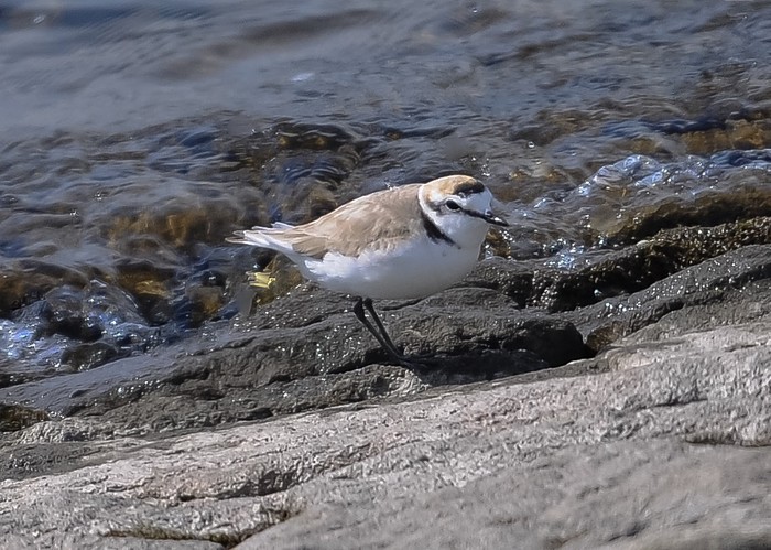 Kentish Plover