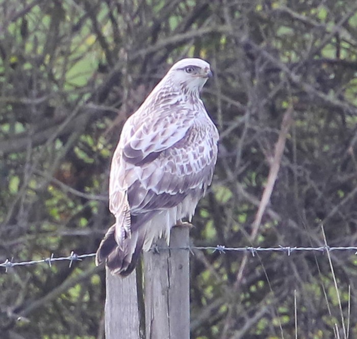 Rough-legged Buzzard