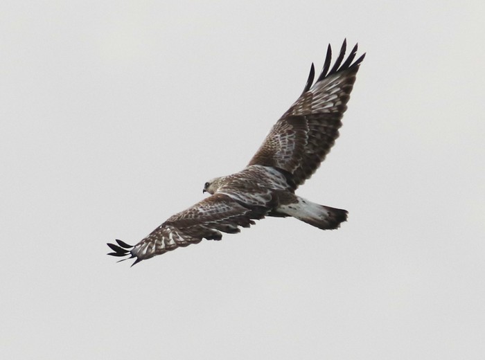 Rough-legged Buzzard