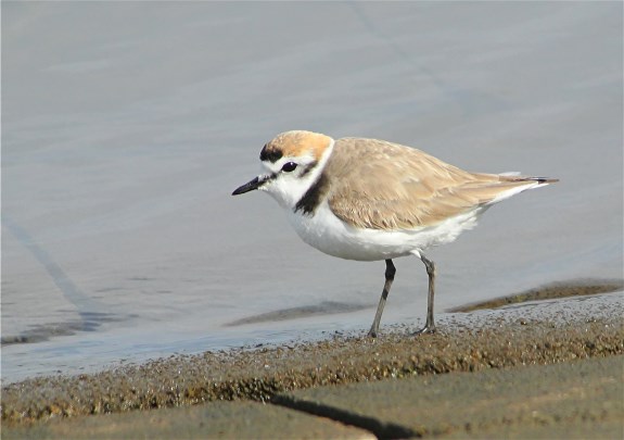 Kentish Plover