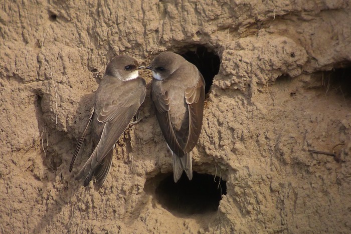Sand Martin