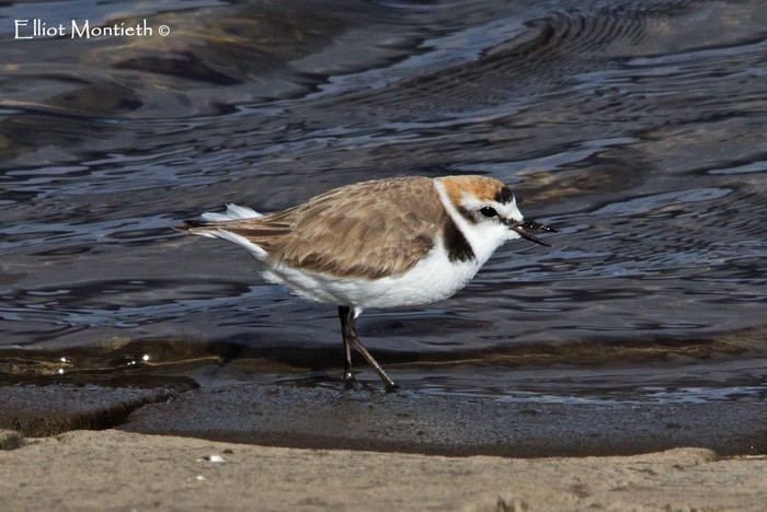 Kentish Plover