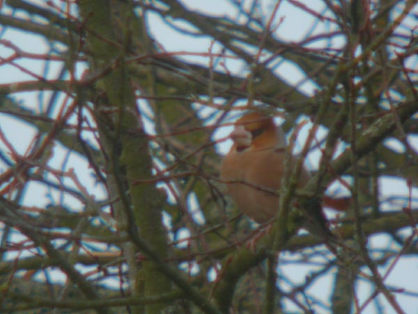 Hawfinch