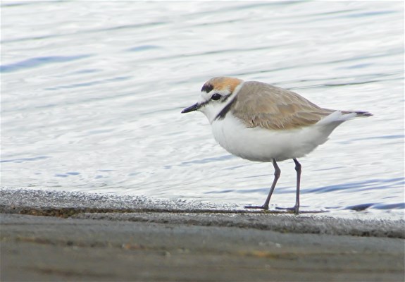 Kentish Plover