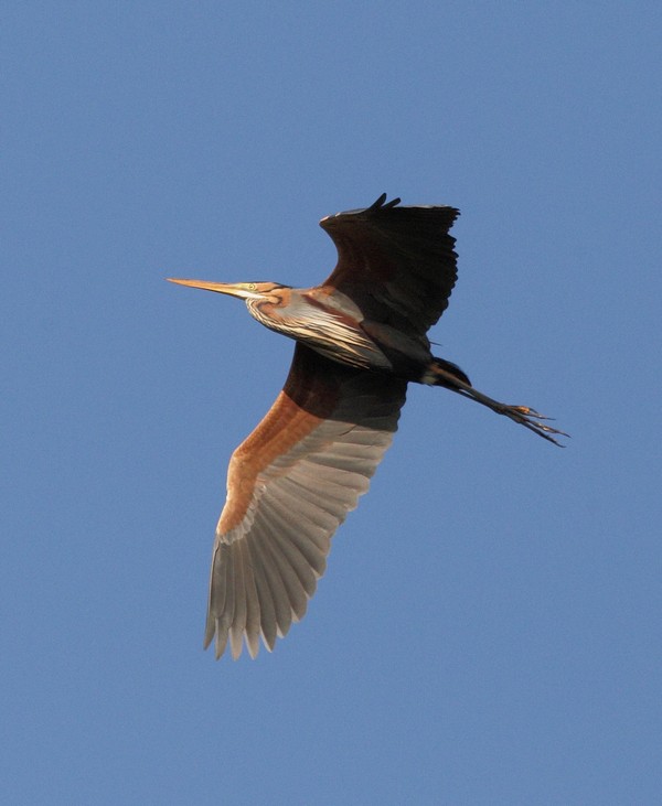 Purple Heron
