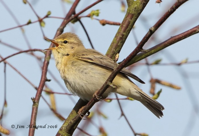 Iberian Chiffchaff