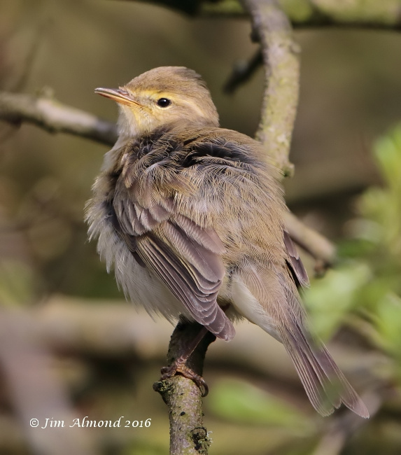 Iberian Chiffchaff