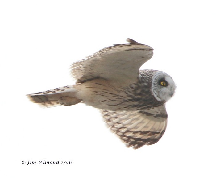 Short-eared Owl