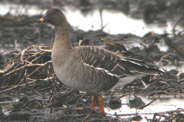 Tundra Bean Goose
