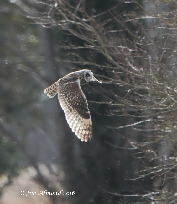Short-eared Owl