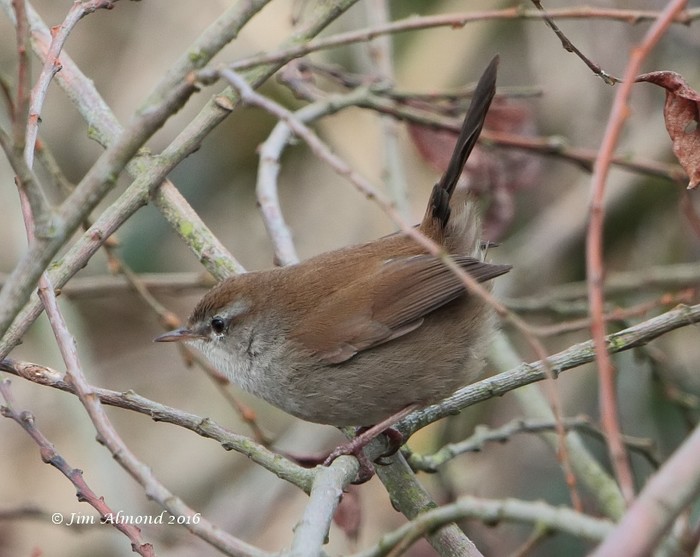 Cetti's Warbler