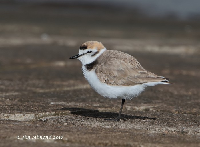 Kentish Plover