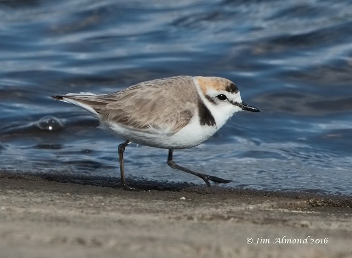 Kentish Plover