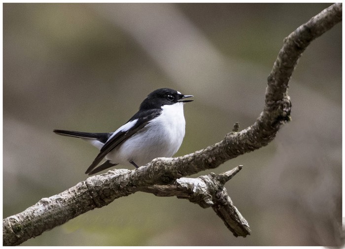 Pied Flycatcher