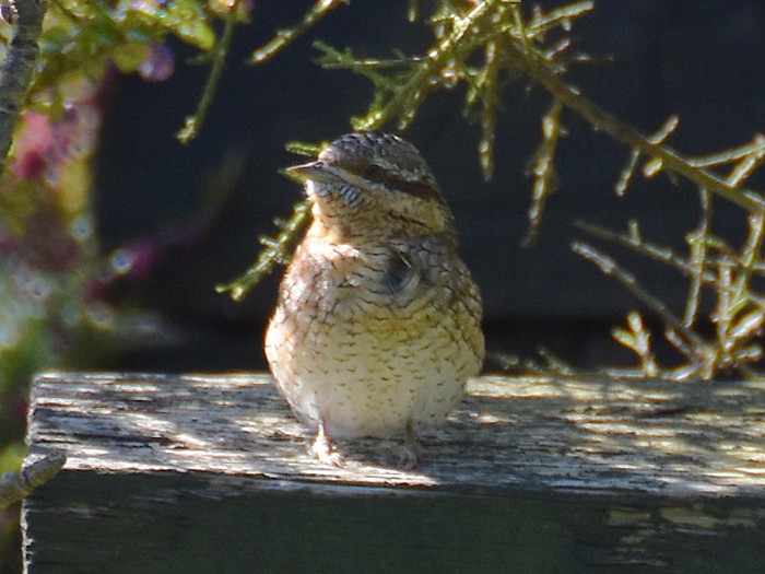 Wryneck