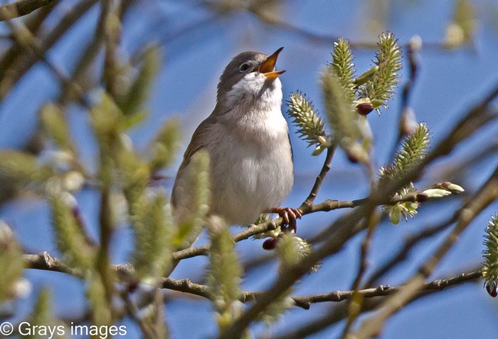 Whitethroat