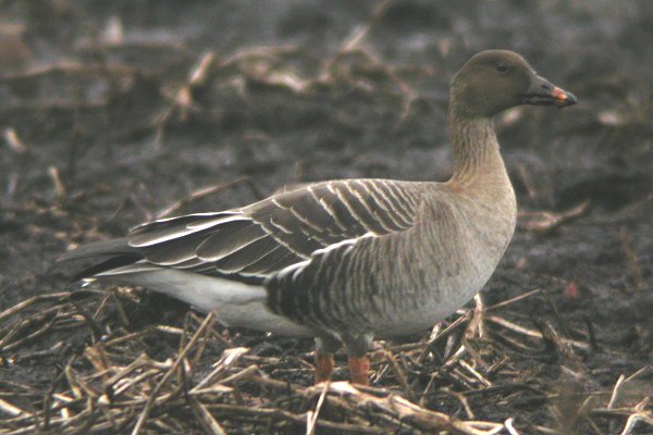 Tundra Bean Goose