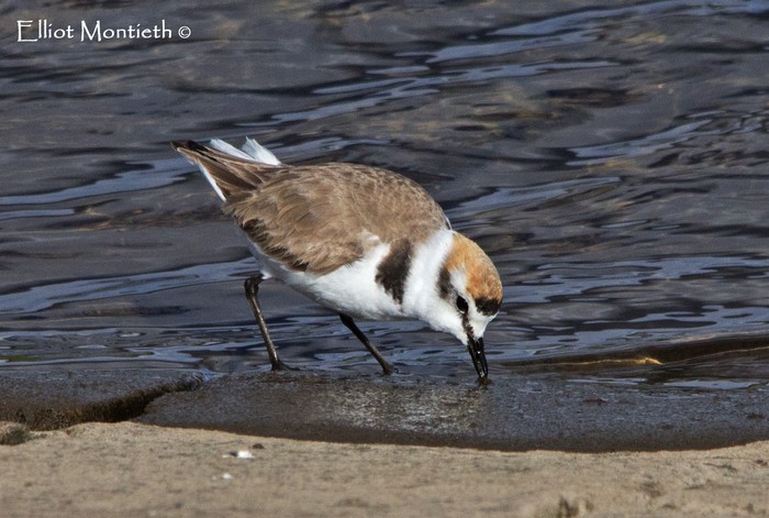 Kentish Plover