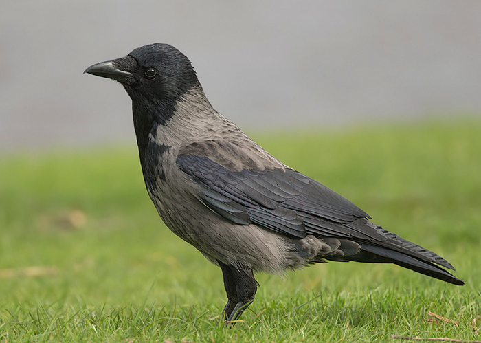Hooded Crow