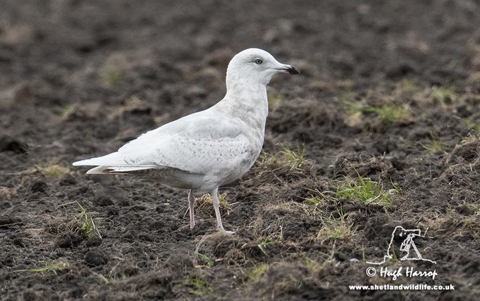 Iceland Gull