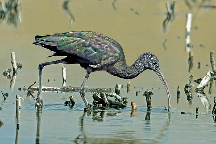 Glossy Ibis