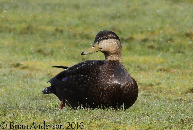 Black Duck