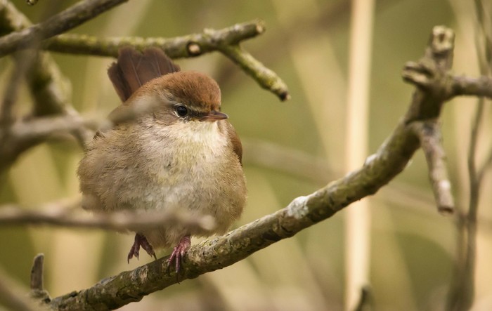 Cetti's Warbler