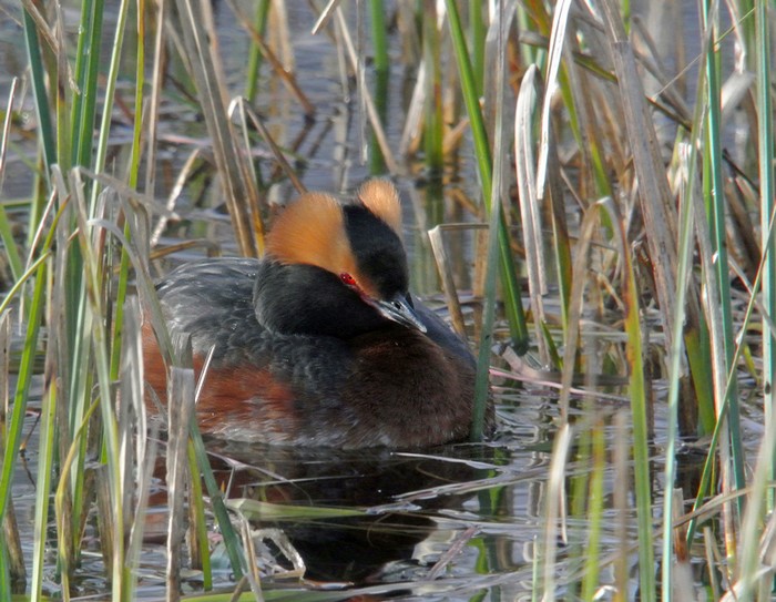 Slavonian Grebe