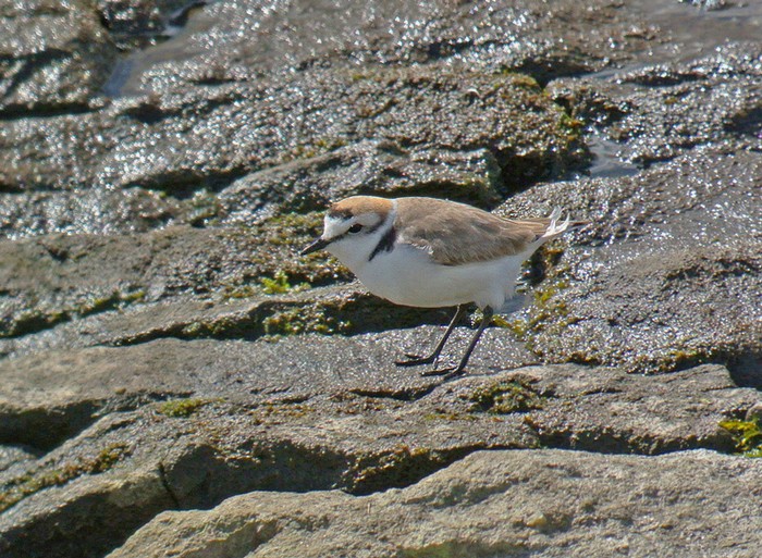 Kentish Plover