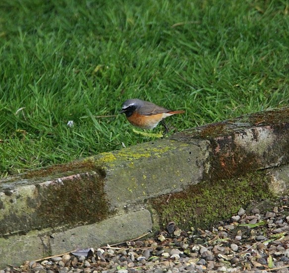 Redstart