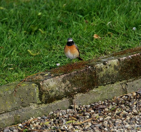 Redstart