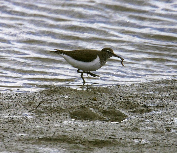 Common Sandpiper