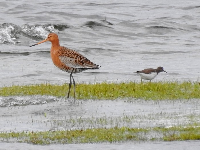 Black-tailed Godwit
