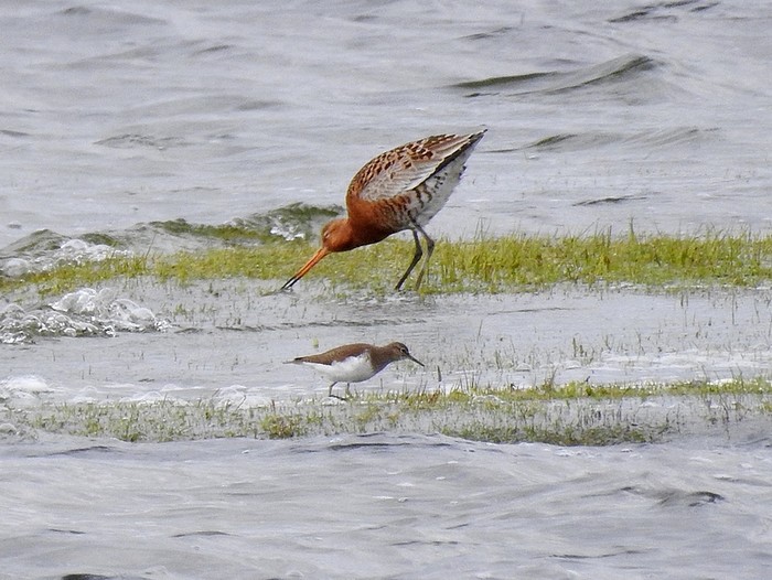 Black-tailed Godwit