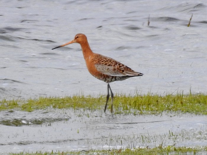 Black-tailed Godwit