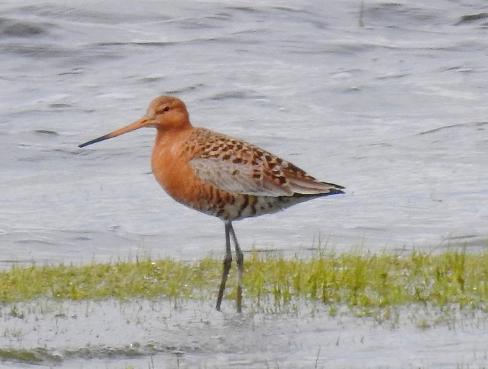 Black-tailed Godwit