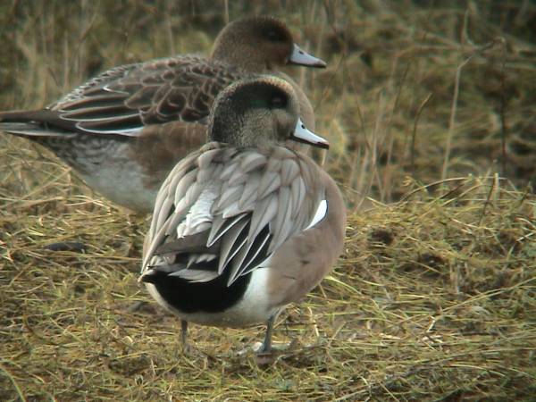 American Wigeon