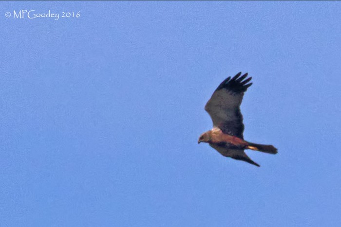 Marsh Harrier
