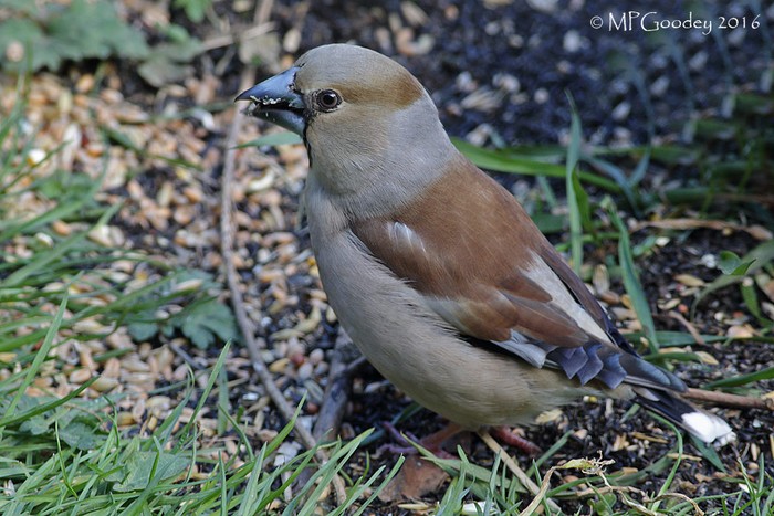 Hawfinch