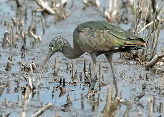 Glossy Ibis