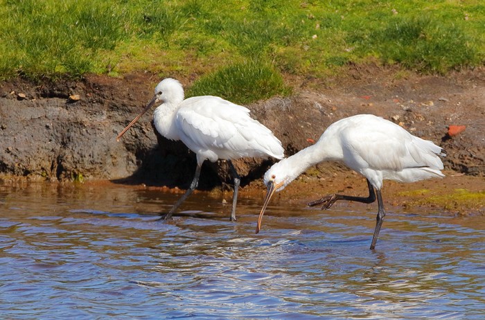 Spoonbill
