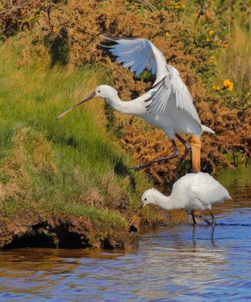 Spoonbill