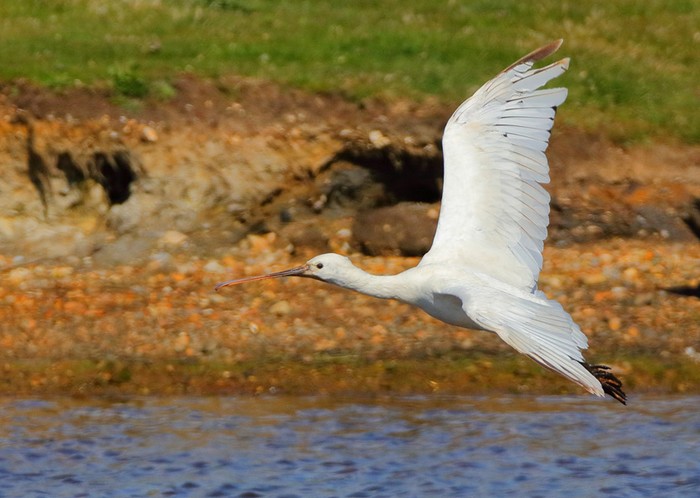 Spoonbill
