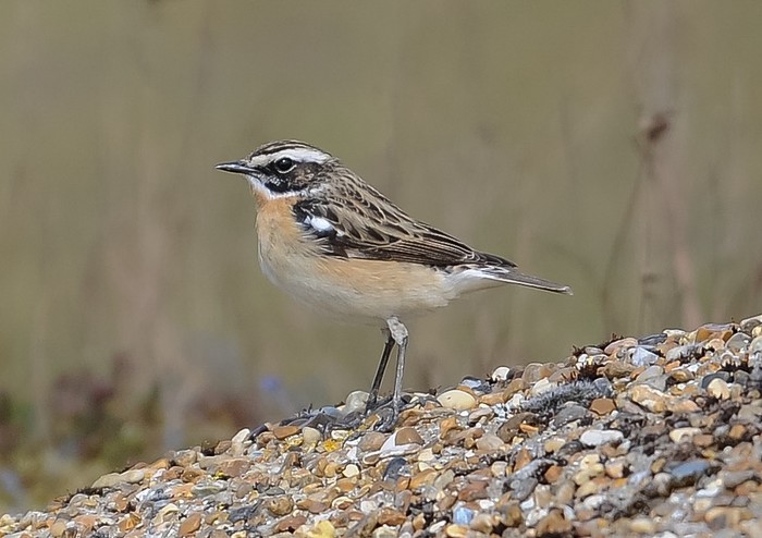 Whinchat