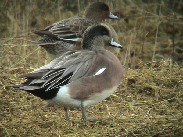 American Wigeon