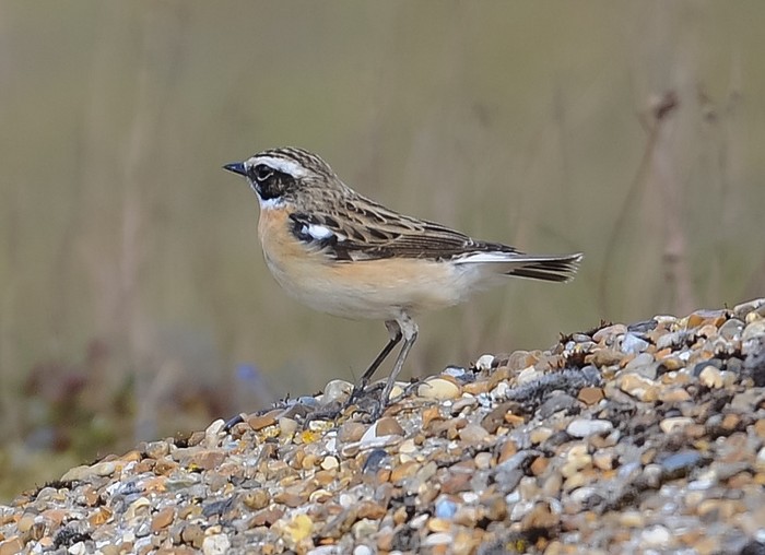Whinchat